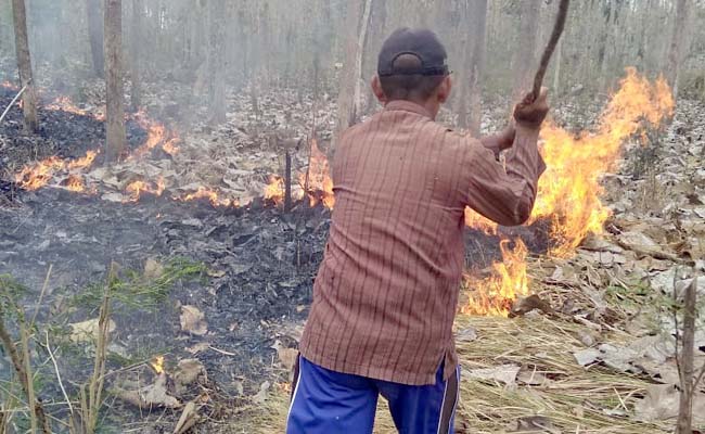 Hutan Jati Banyuwangi Terbakar