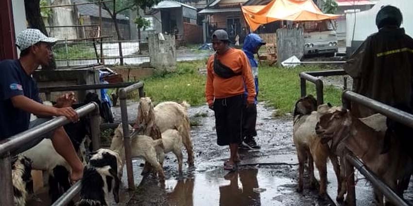 Pedagang Hewan saat menggelar tasyakuran di Pasar Hewan Genteng 1. (ant)