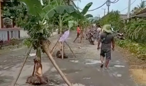 Tiga Tahun Usulan Perbaikan Gagal di Musrenbang, Warga Ringinagung Banyuwangi Tanami Badan Jalan dengan Pohon Pisang