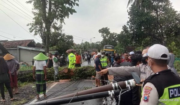 Pohon Tumbang Hajar Mobil Juke di Jalan Raya Banyuwangi - Jember